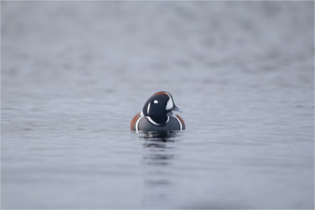 Harlequin Duck Print