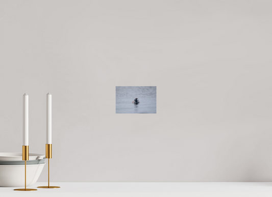 Harlequin Duck on Acrylic Glass