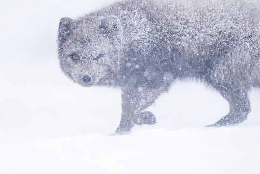 Arctic Fox in Snowstorm Fine Art Print