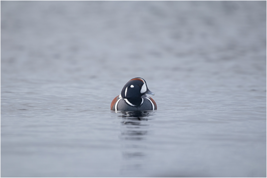 Harlequin Duck on Acrylic Glass