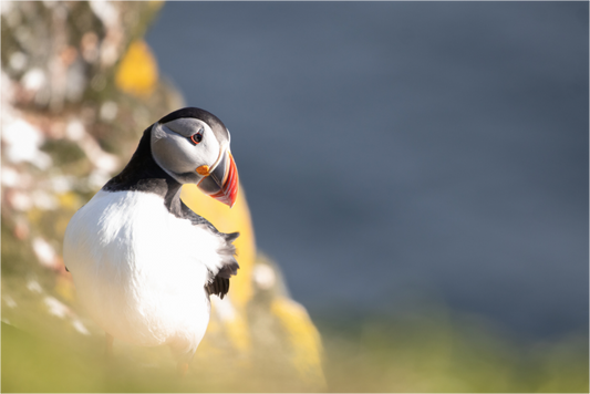 Atlantic Puffin Print