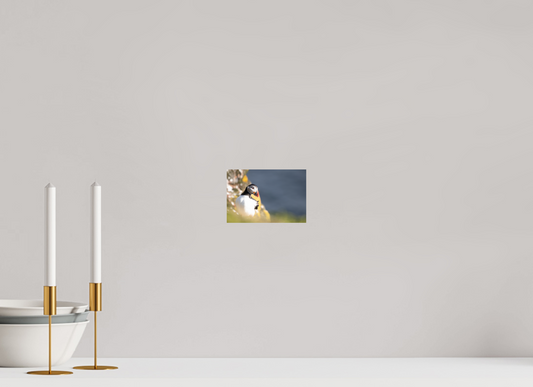Atlantic Puffin Print