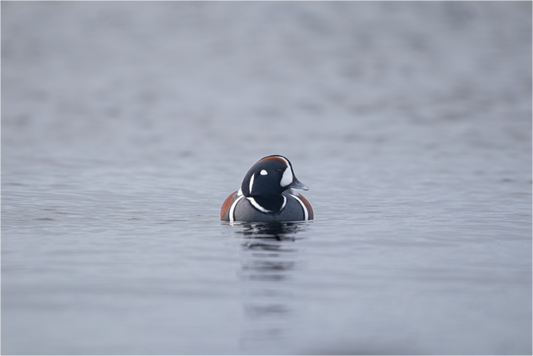 Harlequin Duck Print